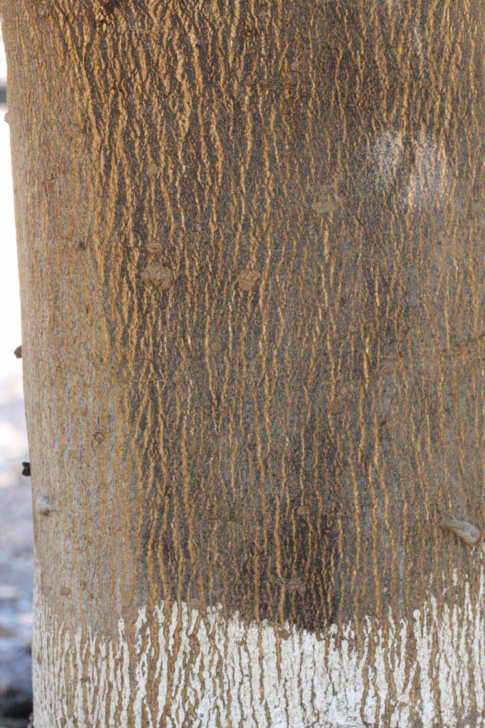            Bark (Riverside, CA)   